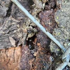 Camponotus pennsylvanicus
