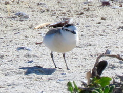 Charadrius marginatus marginatus