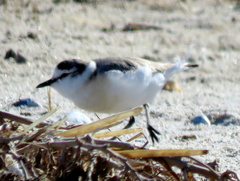 Charadrius marginatus marginatus