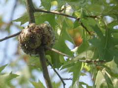 Callirhytis quercuscornigera
