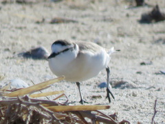 Charadrius marginatus marginatus