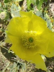 Opuntia engelmannii