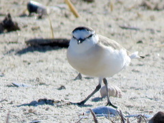 Charadrius marginatus marginatus
