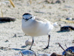 Charadrius marginatus marginatus