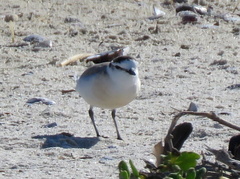 Charadrius marginatus marginatus