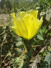 Opuntia engelmannii