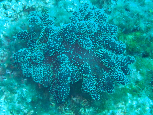Crvena ručica (Alcyonium acaule)