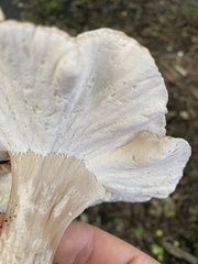 Polyporus radicatus