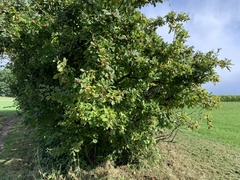 Crataegus germanica