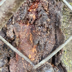 Camponotus pennsylvanicus