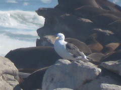Larus dominicanus vetula
