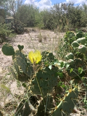 Opuntia engelmannii