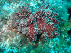 Alcyonium acaule