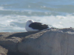 Larus dominicanus vetula