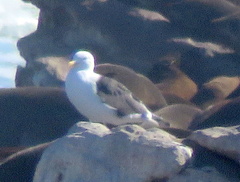 Larus dominicanus vetula