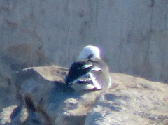 Larus dominicanus vetula