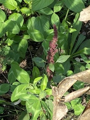Amaranthus cruentus