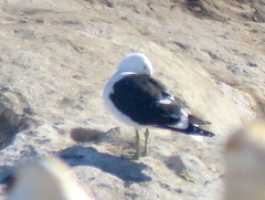 Larus dominicanus vetula