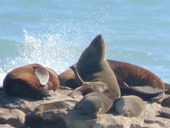 Arctocephalus pusillus pusillus