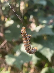 Eudryas unio