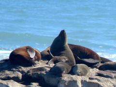 Arctocephalus pusillus pusillus