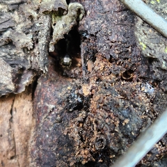 Camponotus pennsylvanicus