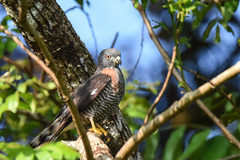 Harpagus bidentatus