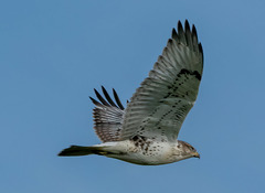 Buteo regalis
