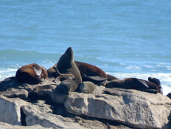 Arctocephalus pusillus pusillus