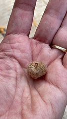 Amphibolips quercusjuglans