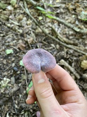 Russula mariae