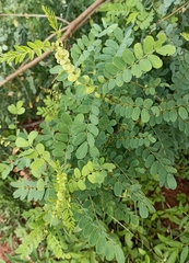 Senna auriculata