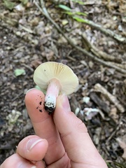 Russula mariae