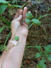 Lespedeza procumbens