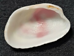 Trapezium oblongum