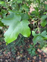 Liquidambar