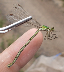 Lestes virens vestalis
