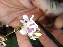 Lespedeza procumbens