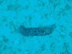 Holothuria
