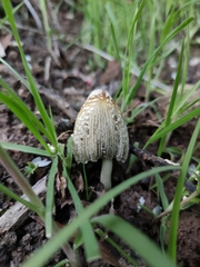 Coprinellus