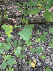 Ribes rubrum