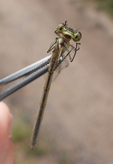 Lestes virens vestalis