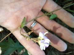 Lespedeza procumbens