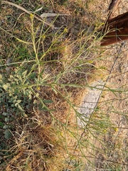 Erucastrum austroafricanum