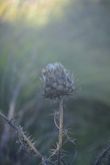 Ptilostemon chamaepeuce