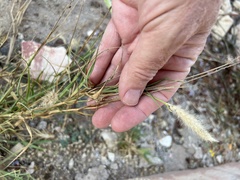 Angiospermae