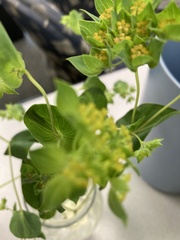 Thaspium trifoliatum