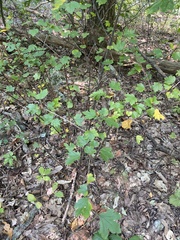 Ribes rubrum
