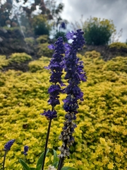 Salvia lavanduloides