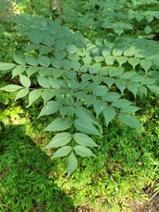 Aralia elata